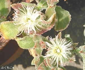 野菜アイスプラントの苗を購入 料理してみました 注目されている独特のぷちぷち食感の栄養満点の野菜 ぷくもこ 植物と暮らしの豆知識