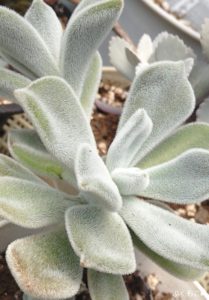 ふかふか多肉植物マイベストランキング15選 もこもこの毛が生えた きゅんかわいい多肉ちゃんたち 番外編付き ぷくもこ 植物と暮らしの豆知識