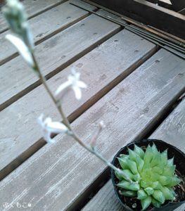 ハオルチア属の花鏡 レッドプル 水蓮華 十二の巻のきらめく格好いいお姿 ぷくもこ 植物と暮らしの豆知識