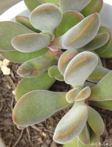 ふかふか多肉植物マイベストランキング15選 もこもこの毛が生えた きゅんかわいい多肉ちゃんたち 番外編付き ぷくもこ 植物と暮らしの豆知識